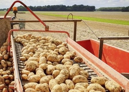 Arrachage de pommes de terre